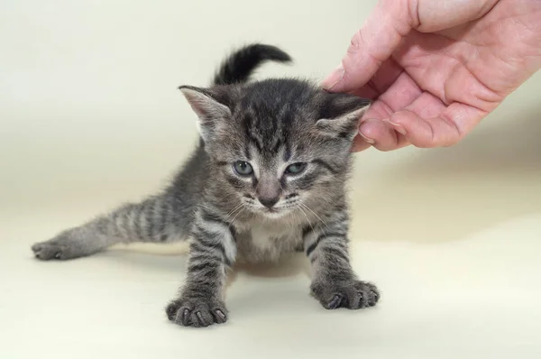 Gråfläckig katt Kattunge lite värt, stöds för hand — Stockfoto