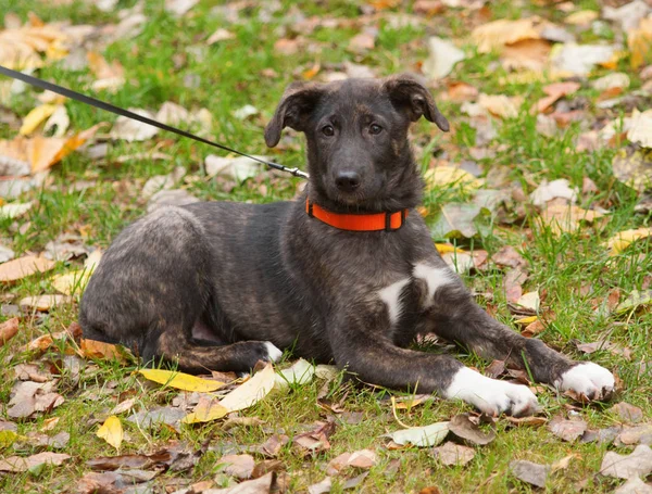 Black and red puppy lies in grass — Stock Photo, Image