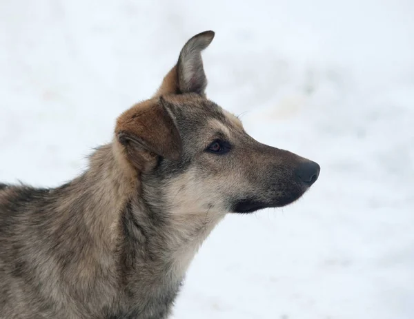 Grå hemlösa hunden står på snö — Stockfoto