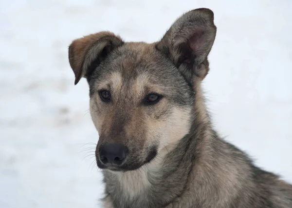 Grå hemlösa hunden står på vit snö — Stockfoto