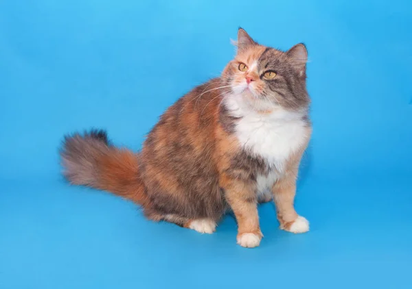 Tricolor Flauschige Katze Sitzt Auf Blauem Hintergrund — Stockfoto