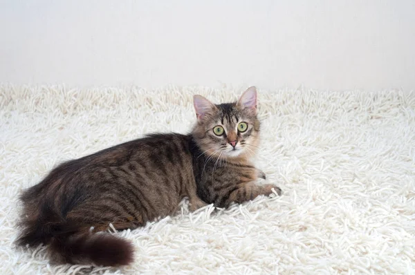 Chat Fourrure Rayé Repose Sur Tapis Artificiel Fourrure Blanche — Photo