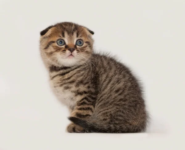 Grijs Kitten Scottish Fold Zittend Een Grijze Achtergrond — Stockfoto