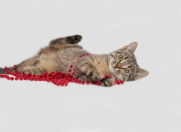 Kleines Gestromtes Kätzchen Spielt Mit Roten Perlen Auf Grauem Hintergrund — Stockfoto