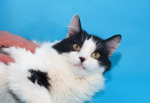 Gatto Bianco Con Macchie Nere Trova Sul Retro Abbracciando Mano — Foto Stock