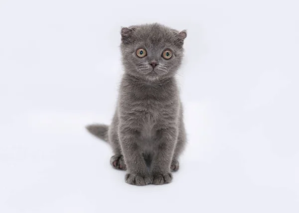 Graues Kätzchen Schottische Falte Sitzt Auf Grauem Hintergrund — Stockfoto