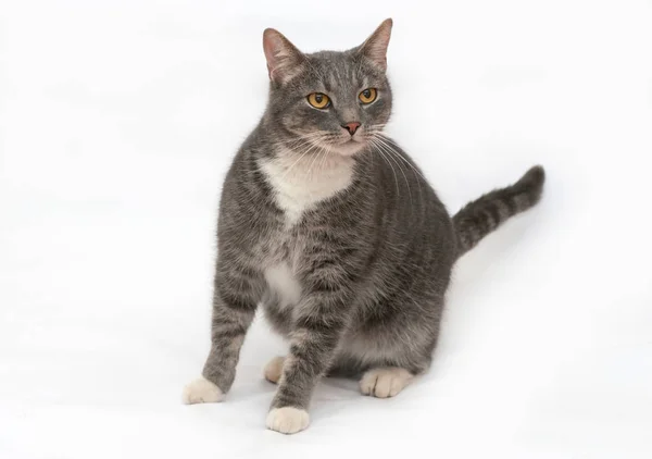 Gray White Striped Cat Stands Gray Background — Stock Photo, Image