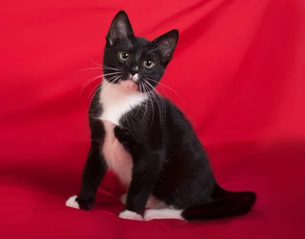 黒と白の子猫の赤い背景の上に座って — ストック写真
