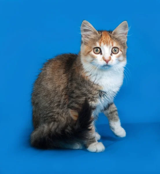 Little Tricolor Kitten Sitting Blue Background — Stock Photo, Image