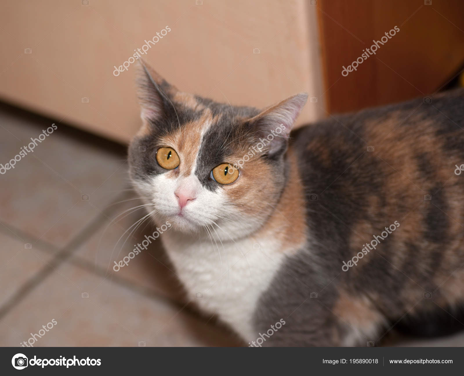kırmızı gözlü kedi