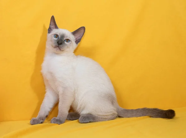 Tajski Kociak Niebieskimi Oczami Siada Żółtym Tle — Zdjęcie stockowe