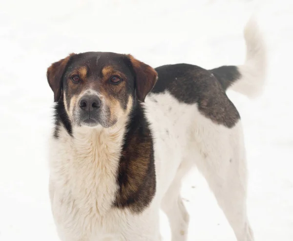 ブラウンは 白い雪の上に立っている犬を発見 — ストック写真