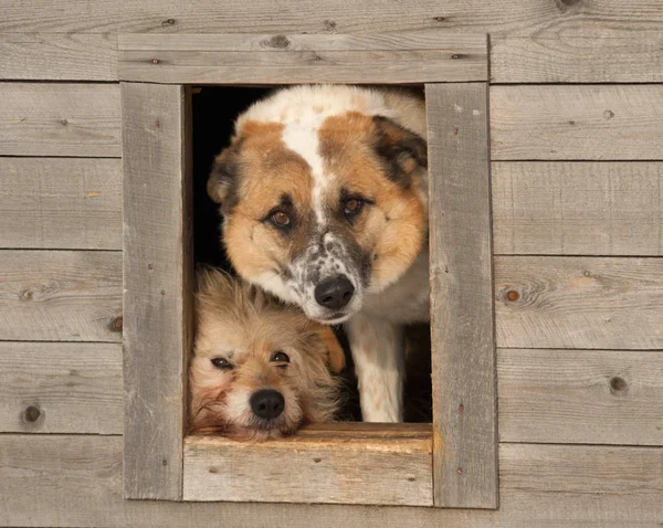 Two Red White Dogs Look Out Wooden Booth — Stock Photo, Image