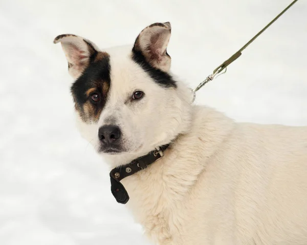 Vit Hund Med Svarta Fläckar Står Mot Bakgrund Vit Snö — Stockfoto