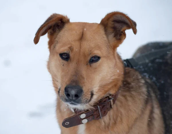 Red Dog Wearing Collar Stands Background White Snow — Stock Photo, Image