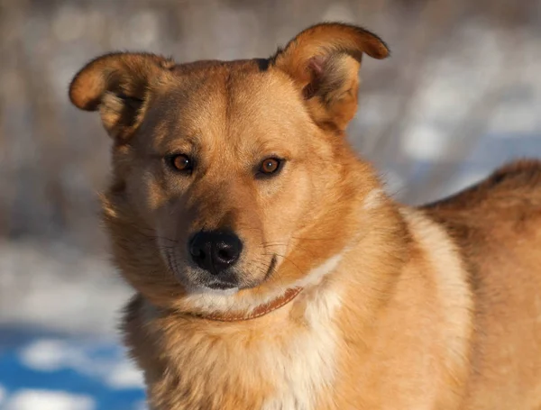 Red Dog Standing Background White Snow — Stock Photo, Image