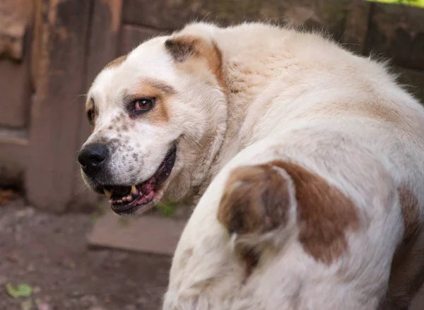 Perro Blanco Con Manchas Rojas Orejas Recortadas Mira Girando —  Fotos de Stock