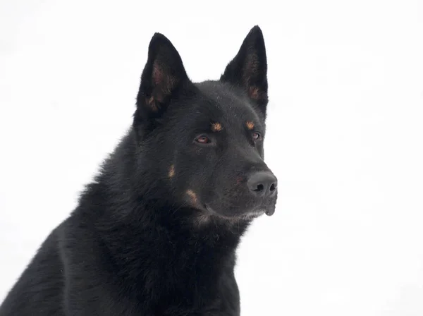 Black Dog Sits White Background — Stock Photo, Image