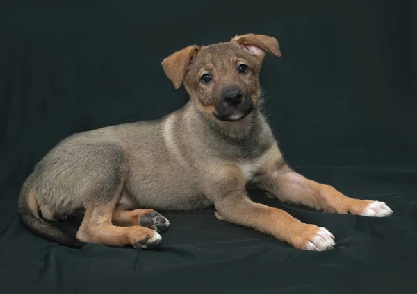 Siyah Arka Plan Üzerinde Kahverengi Köpek Yavrusu Yalan — Stok fotoğraf