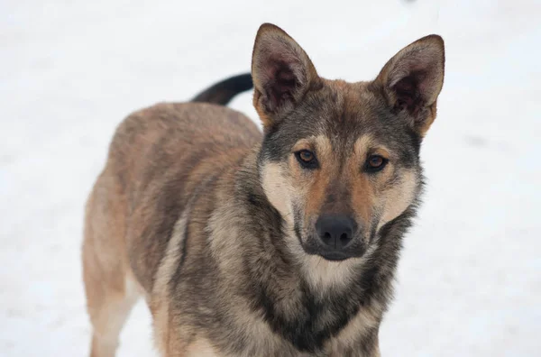 茶色のホームレス犬が白い雪の上に立つ ロイヤリティフリーのストック画像