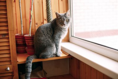 Gündüzleri penceredeki kedi