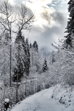 Kışın güzel kar ormanlarının beyaz manzarası, karla kaplı ormanın ortasındaki nehir, vahşi doğanın manzarası, kışın arka planı, kışın dalgalanan dallar