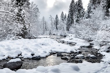 Kışın güzel kar ormanlarının beyaz manzarası, karla kaplı ormanın ortasındaki nehir, vahşi doğanın manzarası, kışın arka planı, kışın dalgalanan dallar