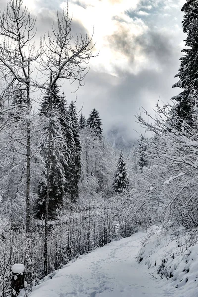 Biała scena zimowego lasu śnieżnego w środku, rzeka wśród pokrytego śniegiem lasu, panorama dzikiej przyrody zimowe tło, Gałęzie w mrozie — Zdjęcie stockowe