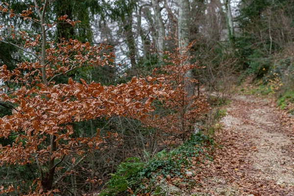 Naturlandschaft des Herbstes, Fußweg im dunklen Wald, Straße zur Grotte Maria Magdalena, Die Erde ist mit gelben Blättern bedeckt, Fußweg mit Reisekonzept, Straßenfahrt durch Baumstammreihen — Stockfoto