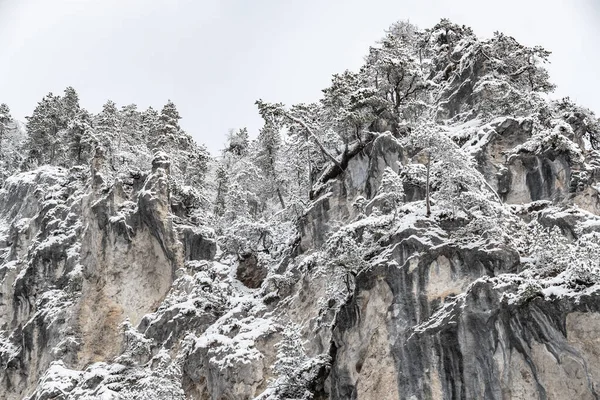 Bílá scéna zimní krásy zasněžený les uvnitř, stromy na skalnatém svahu, panorama divoké přírody zimní pozadí, Větve v chatrči — Stock fotografie