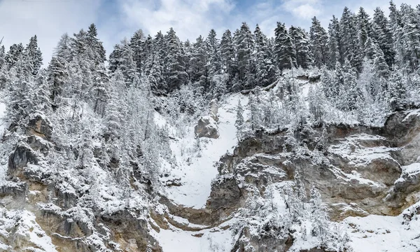 Scena bianca di bellezza invernale foresta di neve all'interno, alberi su un pendio roccioso, panorama della natura selvaggia sfondo invernale, rami in hoarfrost — Foto Stock