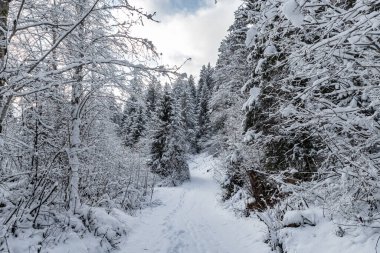 Kışın güzel kar ormanlarının beyaz manzarası, karla kaplı ormanın ortasındaki nehir, vahşi doğanın manzarası, kışın arka planı, kışın dalgalanan dallar