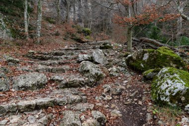 Sonbaharın doğal manzarası, karanlık ormandaki patika, Maria Magdalena mağarasına giden yol, dünya sarı yapraklarla kaplı, yolculuk konsepti olan patika, ağaç gövdeleri arasında yolculuk...