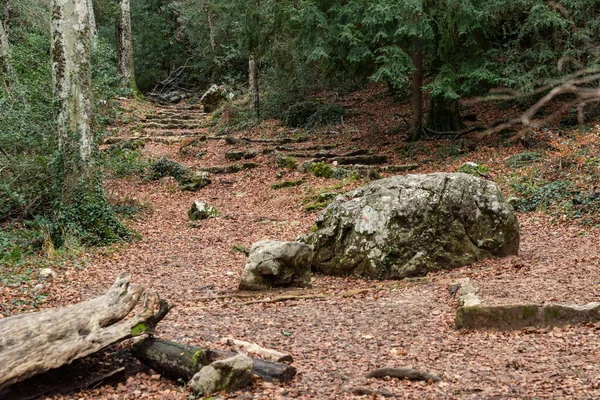 Höstens naturlandskap, Vandringsled i mörk skog, väg till grottan Maria Magdalena, Jorden är täckt med gula löv, Pathway with journey concept, Road trip through rows of tree trunks — Stockfoto