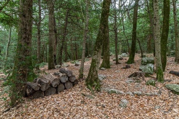 Höstens naturlandskap, Vandringsled i mörk skog, väg till grottan Maria Magdalena, Jorden är täckt med gula löv, Pathway with journey concept, Road trip through rows of tree trunks — Stockfoto