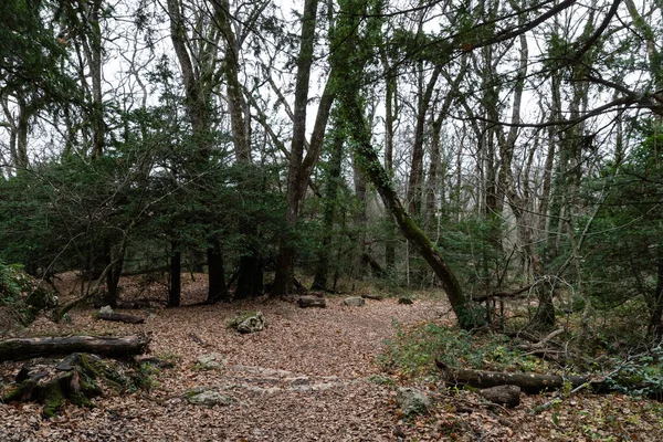 Paisagem natural do outono, Caminho na floresta escura, estrada para a gruta Maria Madalena, A terra é coberta com folhas amarelas, Caminho com conceito de viagem, Viagem de estrada através de fileiras de troncos de árvores — Fotografia de Stock