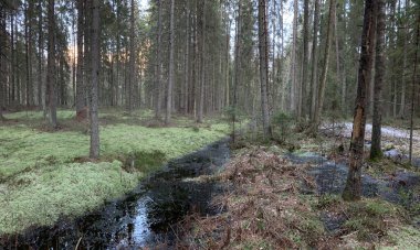 Vahşi ormanın manzarası, yeşil bir yosun, sessizlik, bataklık, su yansımaları.