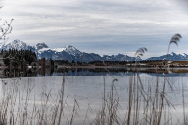 Gölde muhteşem bir yansıma, kuru bir çimen, bir baston ve ön planda pürüzler, arka planda dağlar ve orman, su üzerindeki buz, çimenler, stoklama, sükunet ile kaplıdır.