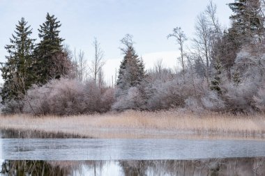 Kuru bir çimen manzarası, ön planda bir baston, arka planda bir orman, çimenler kırağı ve sükunetle kaplıdır.