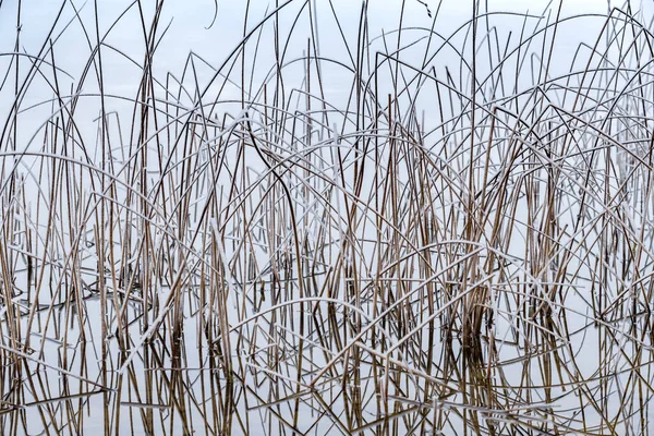 乾燥した草の風景、前景の杖、背景の森、草は霜で覆われています、静けさ — ストック写真