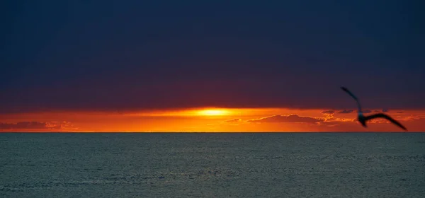 O pôr-do-sol dramático, o céu laranja, o mar tranquilo, o caminho solar, a gaivota — Fotografia de Stock