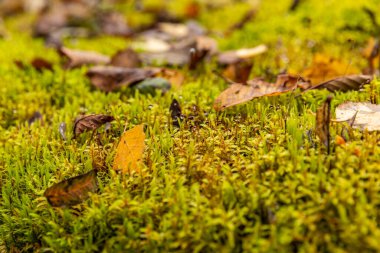 Sarı kuru yapraklar ıslak yeşil yosunların üzerinde yatar, yosunların üzerindeki sabah çiğ damlaları, bulanık bir arka plan, doymuş yeşil renk