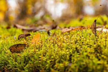 Sarı kuru yapraklar ıslak yeşil yosunların üzerinde yatar, yosunların üzerindeki sabah çiğ damlaları, bulanık bir arka plan, doymuş yeşil renk