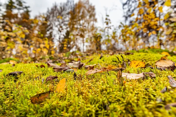 Żółte suche liście leżą na mokrym zielonym mchu, kropelki porannej rosy na mchu, nieostre tło, nasycony zielony kolor — Zdjęcie stockowe