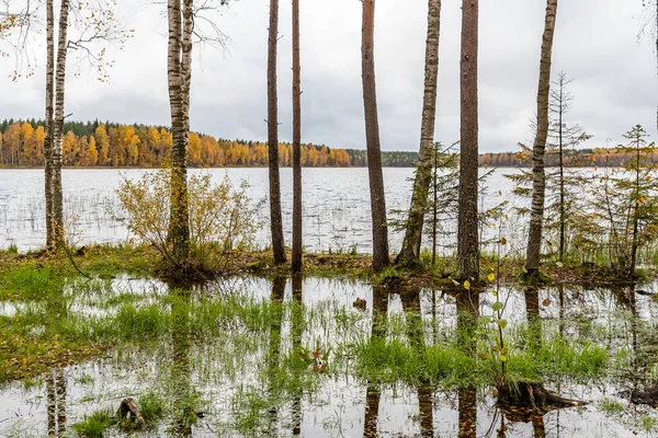 Dziki obszar w pięknym lesie jesienią, odbicie w wodzie, Valday park narodowy, żółte liście na ziemi, Rosja, złote drzewa, zachmurzona pogoda — Zdjęcie stockowe