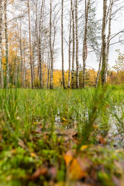 Dziki obszar w pięknym lesie jesienią, odbicie w wodzie, Valday park narodowy, żółte liście na ziemi, Rosja, złote drzewa, zachmurzona pogoda — Zdjęcie stockowe