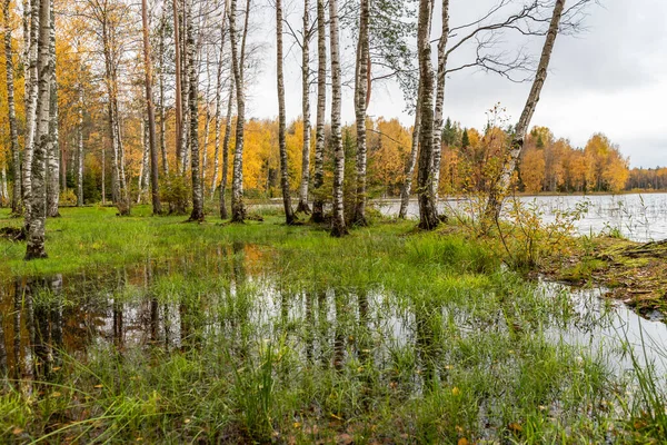 Dziki obszar w pięknym lesie jesienią, odbicie w wodzie, Valday park narodowy, żółte liście na ziemi, Rosja, złote drzewa, zachmurzona pogoda — Zdjęcie stockowe