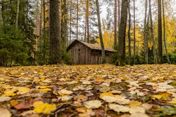 Leśny domek w lesie, dziki teren w pięknym lesie jesienią, Valday park narodowy, żółte liście na ziemi, Rosja, złote drzewa, zachmurzona pogoda — Zdjęcie stockowe