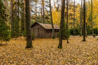 Ormanda kır evi, sonbaharda güzel ormanlarda vahşi alan, Valday ulusal parkı, yerde sarı yapraklar, Rusya, altın ağaçlar, bulutlu hava