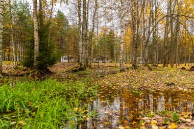 Ormanda kır evi, sonbaharda güzel ormanlarda vahşi alan, Valday ulusal parkı, yerde sarı yapraklar, Rusya, altın ağaçlar, bulutlu hava